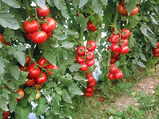 Domates Yetiştiriciliği Domates Yetiştiriciliği