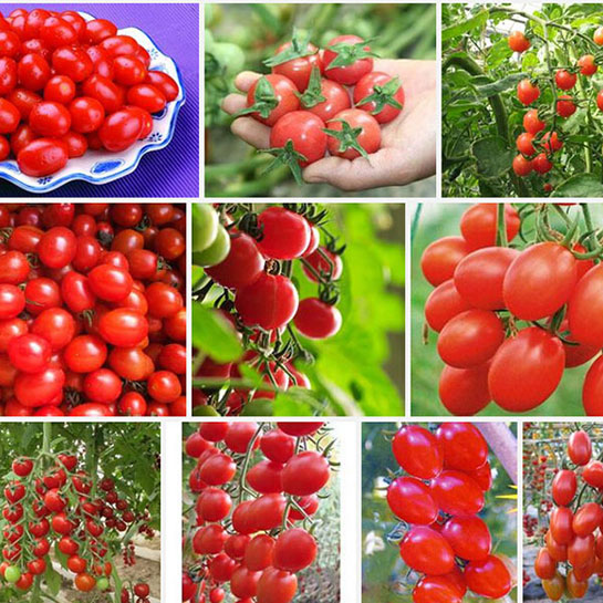 Cherry Domates Tohumu