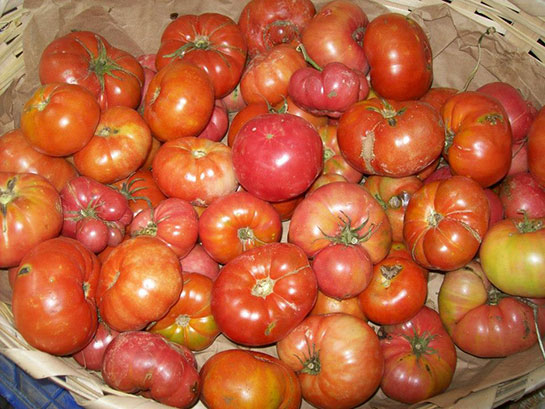 Organik Domates Özellikleri ve Faydaları Nelerdir?