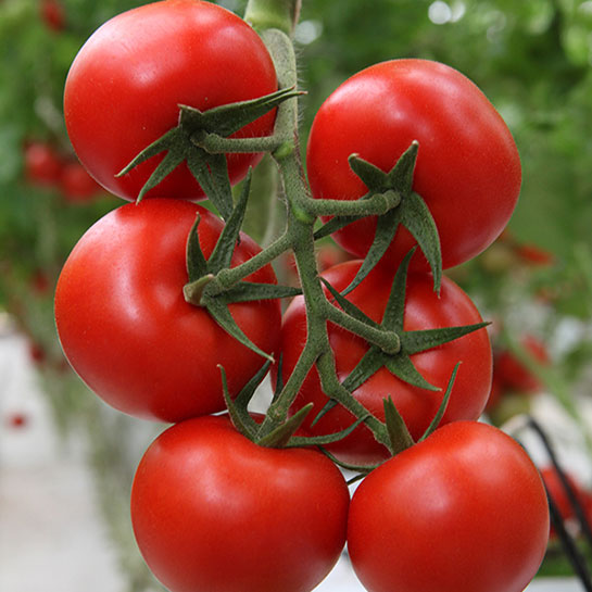 Salkım Domates Türleri ve Özellikleri