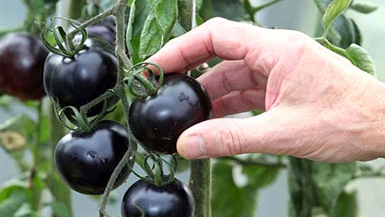 Siyah Domates Türleri ve Özellikleri